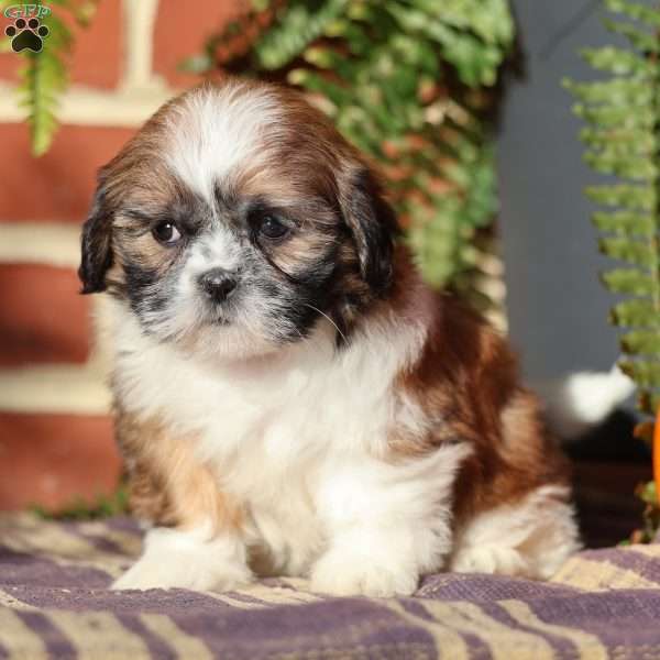 Pearl, Shih Tzu Puppy